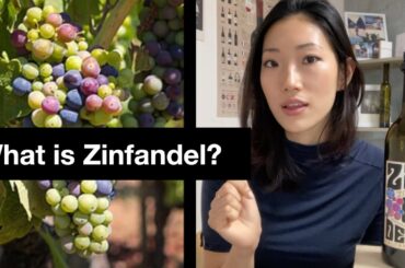 What Is Zinfandel? 진판델 품종 알아가기!