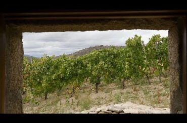 The organic wines of Spain restoring the ancient rhythms of production