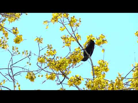 24 Melrose Avenue | FOR SALE | Katrina Flavell, Viprealty 24 Melrose Avenue | FOR SALE | Katrina Flavell, Viprealty