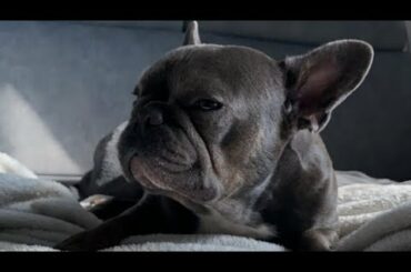 Dogs Health 😔🙏🏽