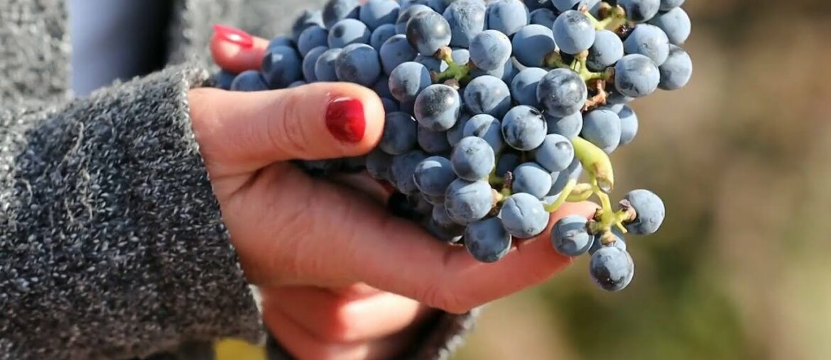 French woman pursues wine-making dream in Ningxia, China