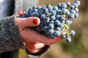 French woman pursues wine-making dream in Ningxia, China