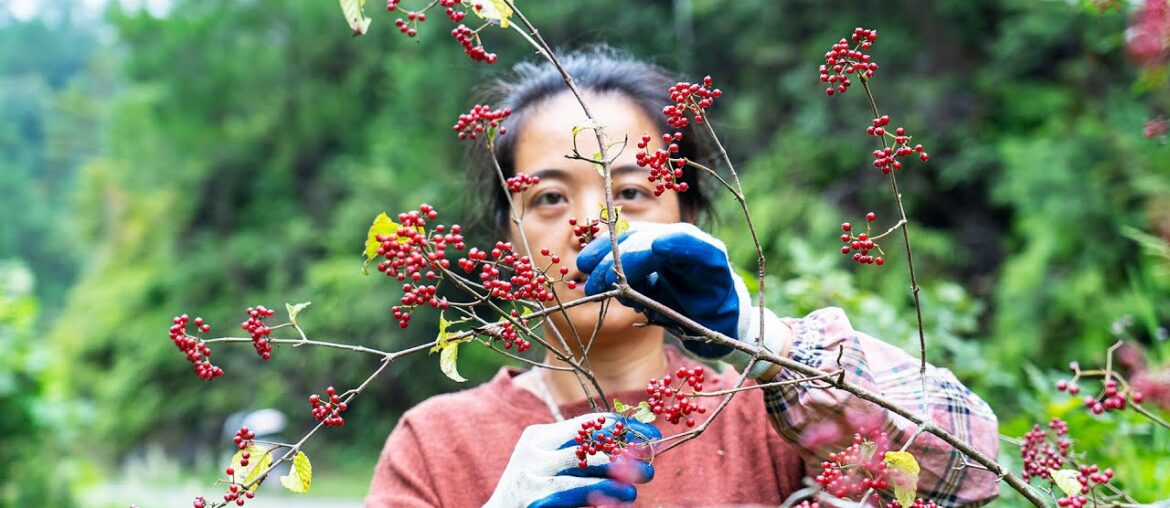 【乡野莲姐】Hand-brewed wild fruit wine|摘野果“霜糖子”釀水果酒，壹個月後，我終於嘗到了這杯美酒