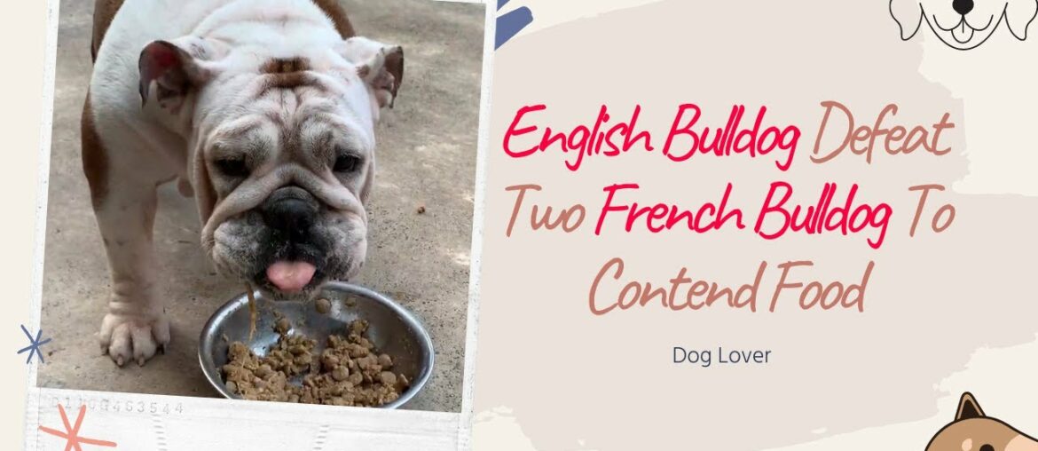 The English Bulldog Defeat 2 French Bulldog To Contend Food - Funny Dog Videos 2020 | Dog Lover