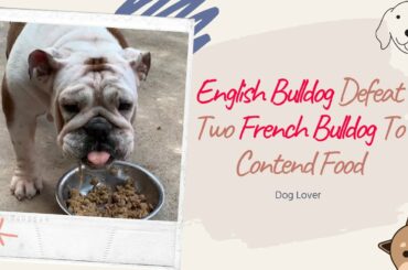 The English Bulldog Defeat 2 French Bulldog To Contend Food - Funny Dog Videos 2020 | Dog Lover