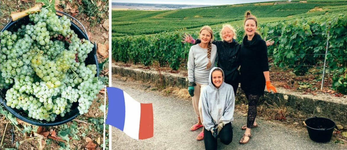 LES VENDANGES -- Grape picking in FRANCE (Champagne) 2020