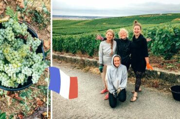 LES VENDANGES -- Grape picking in FRANCE (Champagne) 2020