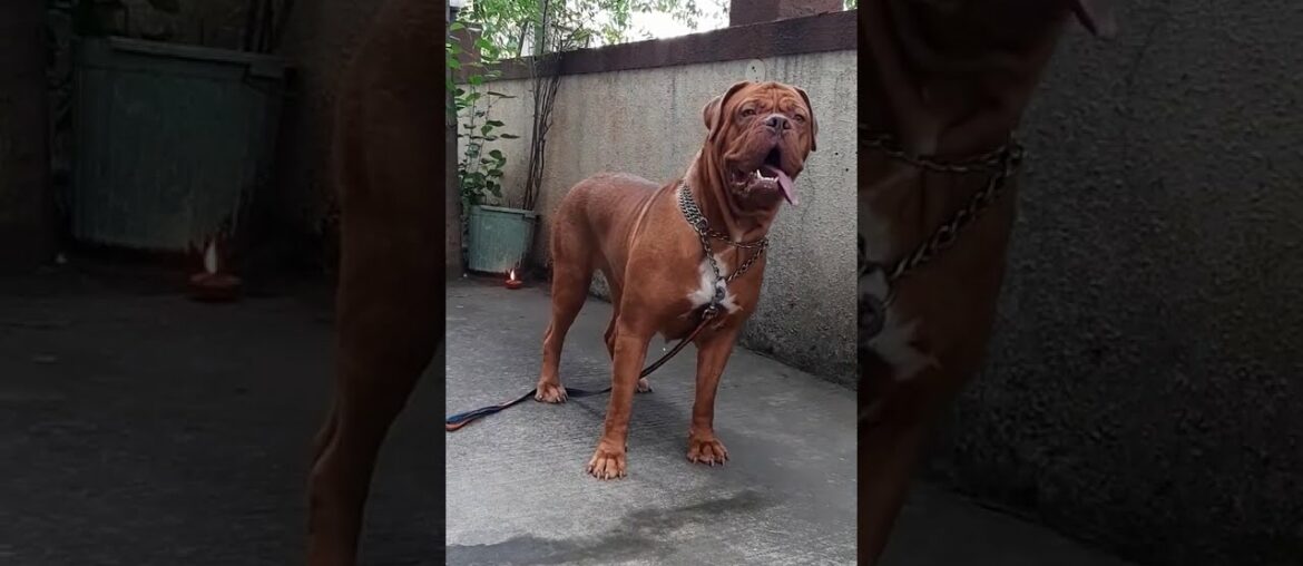 Whiskey Dangerous look , giant French Mastiff