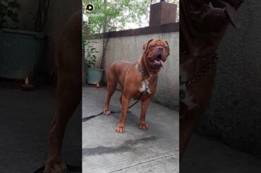 Whiskey Dangerous look , giant French Mastiff