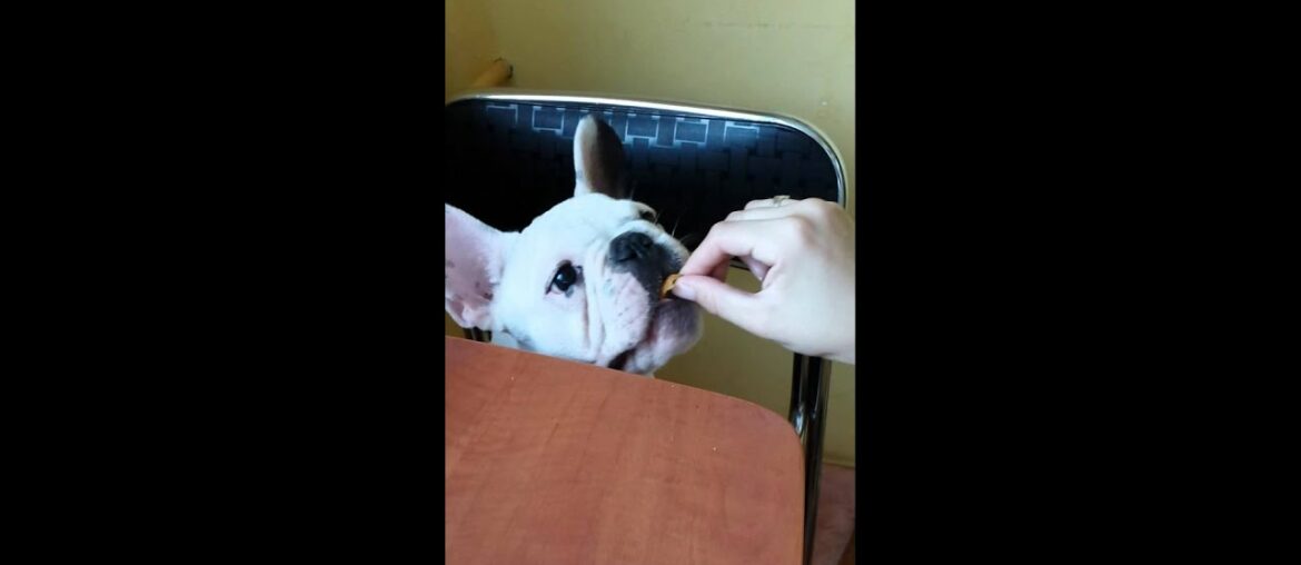 ROCKY the French Bulldog eat like a gourmet