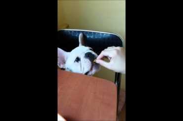 ROCKY the French Bulldog eat like a gourmet