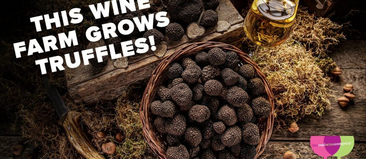 How does this French wine farm grow truffles? How does this French wine farm grow truffles?
