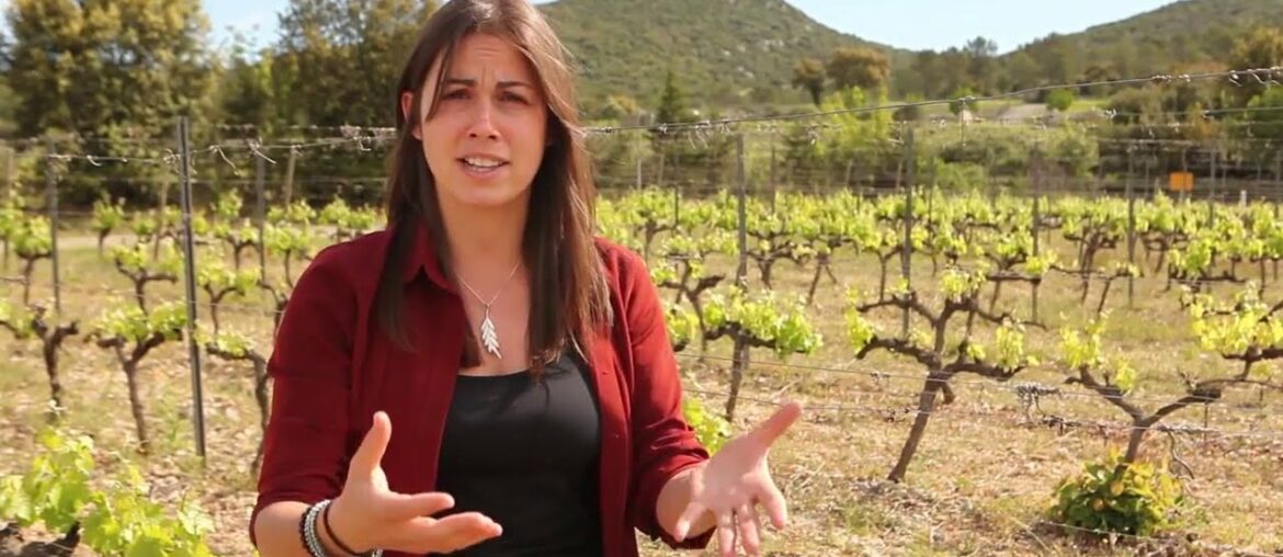 What is wine in Languedoc Roussillon, France like? What is wine in Languedoc Roussillon, France like?