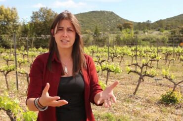 What is wine in Languedoc Roussillon, France like?