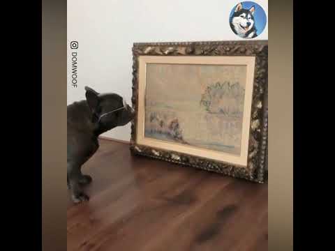 French Bulldog Is An Art Connoisseur French Bulldog Is An Art Connoisseur