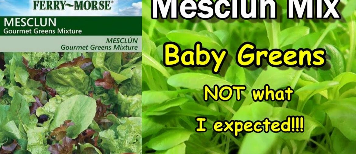 Quick Easy Growing Mesclun Gourmet Mix of Baby Greens Lettuce: But is it really a Gourmet Mix?