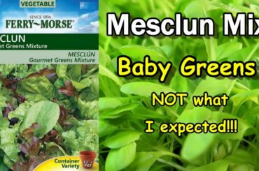 Quick Easy Growing Mesclun Gourmet Mix of Baby Greens Lettuce: But is it really a Gourmet Mix?