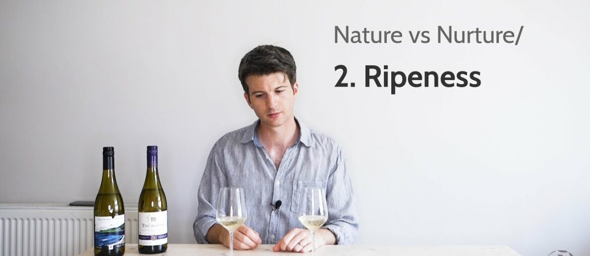 How the timing of the grape harvest changes wine flavours | Nature vs Nurture/2 How the timing of the grape harvest changes wine flavours | Nature vs Nurture/2