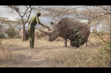 IVF: The last chance for Kenya's white rhinos?