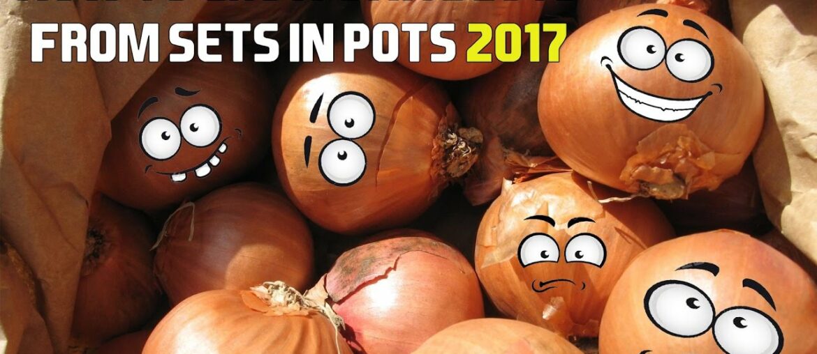 How To Grow Shallots From Sets 2017