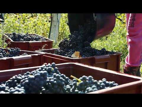 English winemakers take on the French with their very own 'Nouveau' English winemakers take on the French with their very own 'Nouveau'