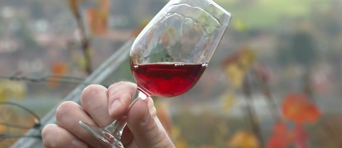 English winemaker makes a local version of 'Beaujolais nouveau' | AFP English winemaker makes a local version of 'Beaujolais nouveau' | AFP