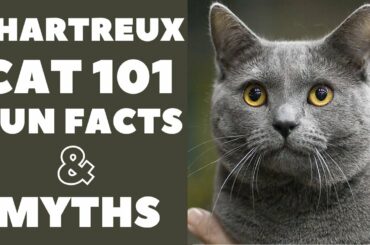 Chartreux Cats 101 : Fun Facts & Myths