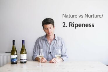 How the timing of the grape harvest changes wine flavours | Nature vs Nurture/2