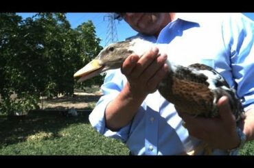 Foie gras -- an endangered food in California