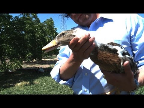 Foie gras — an endangered food in California Foie gras -- an endangered food in California