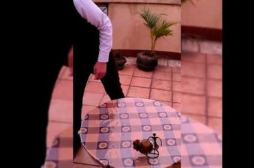 french, basic american, russian, english and  american continental breakfast table set up