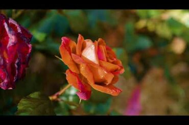 Ica Station Homestead