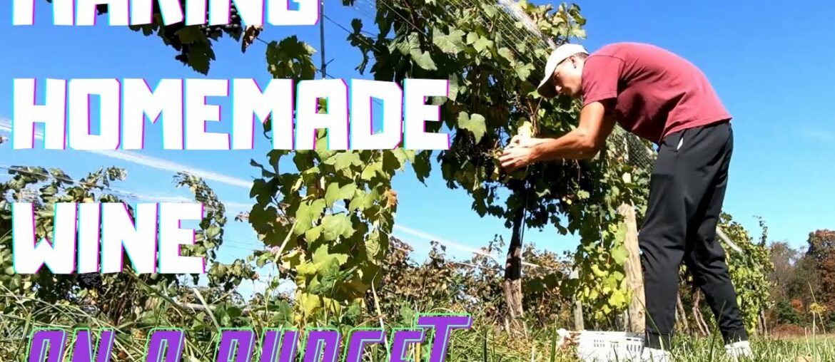 Making Homemade Wine on a Budget | Part 1 | Harvesting the Right Grapes