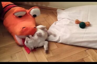 ROCKY the French Bulldog puppy playing crazy