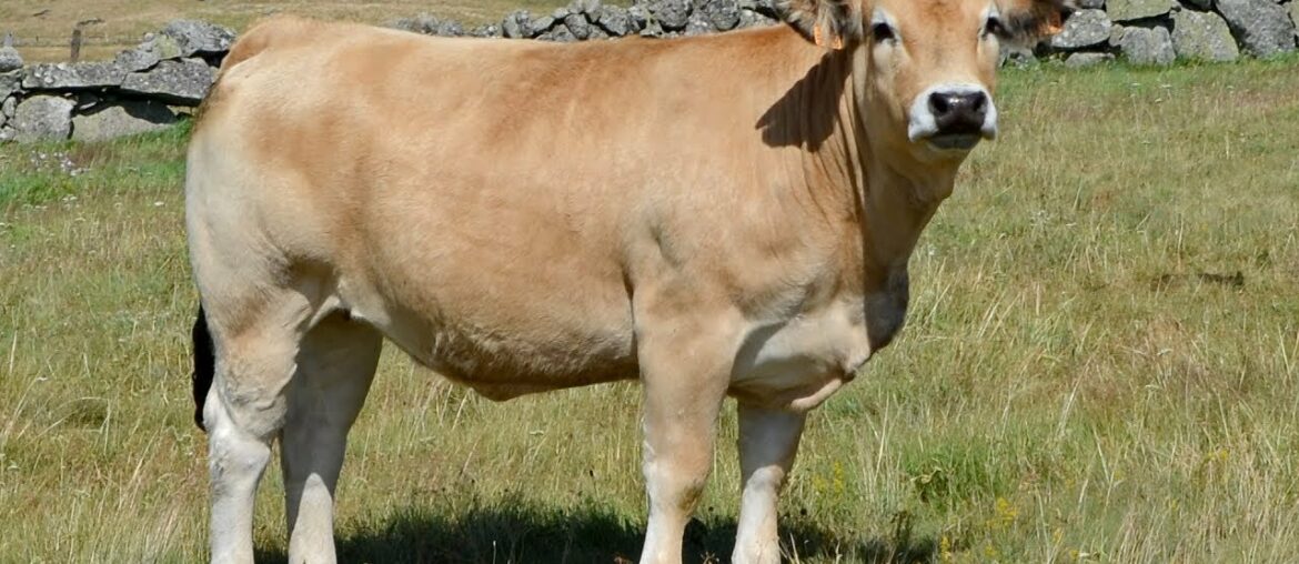 Aubrac Cattle | Gourmet Grass Fed Beef