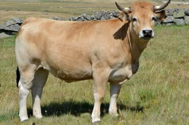 Aubrac Cattle | Gourmet Grass Fed Beef