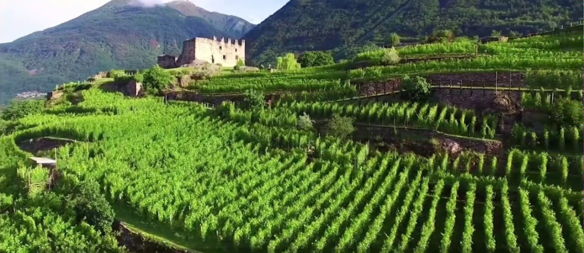 Grand Vin Voice Over Grand Vin Voice Over