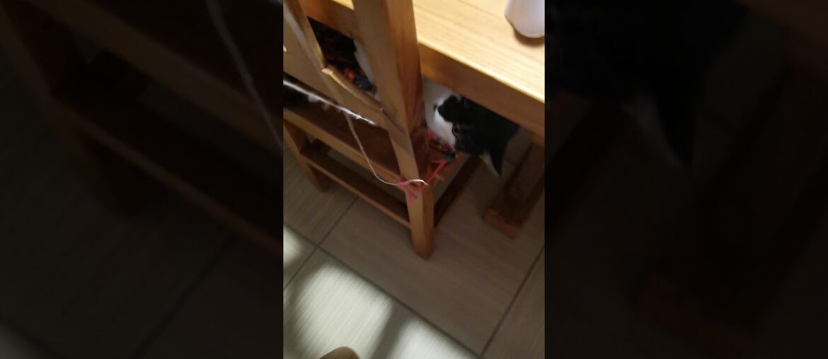 cat playing with wine bottle cap