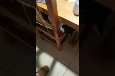 cat playing with wine bottle cap