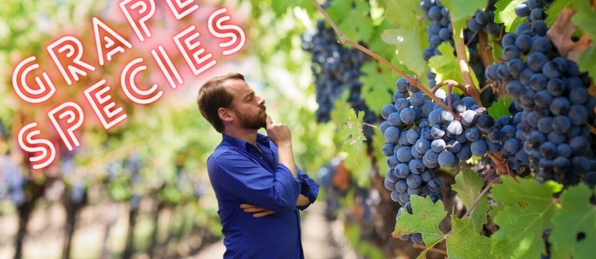 Video 2 - Intro to species