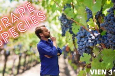 Video 2 - Intro to species