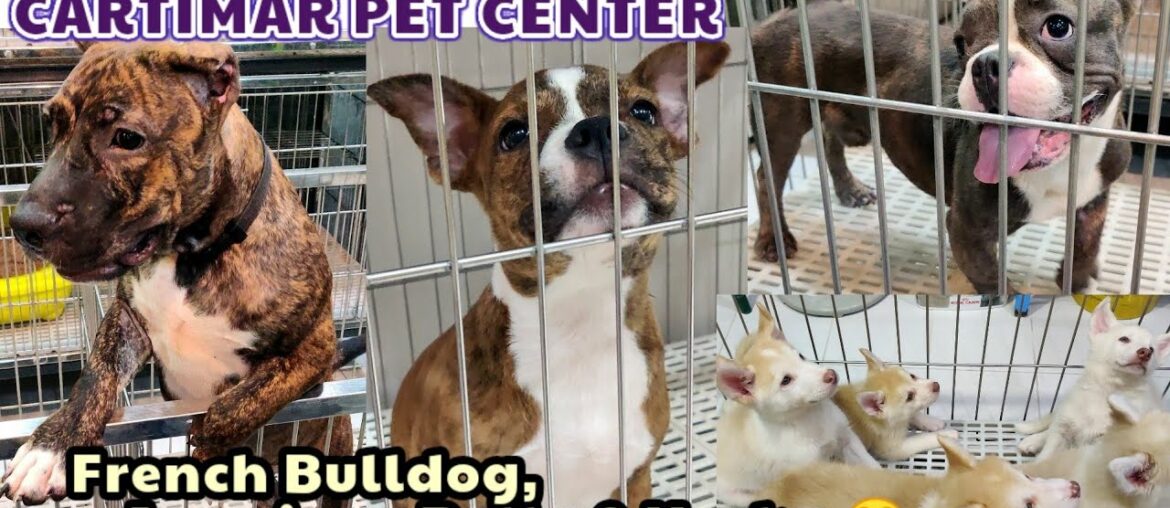 CARTIMAR PET PRICE UPDATE (French Bulldog, American Bully, Husky, ChowChow, Shih Tzu & More) CARTIMAR PET PRICE UPDATE (French Bulldog, American Bully, Husky, ChowChow, Shih Tzu & More)