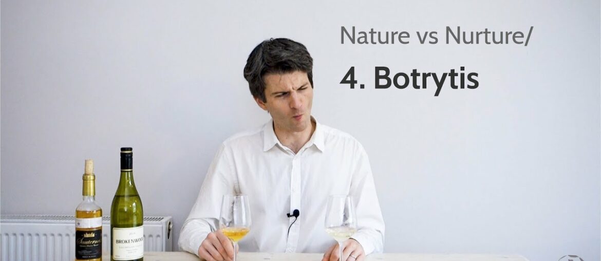 Mouldy wines?! The effect of botrytis on wine flavour | Nature vs Nurture/4 Mouldy wines?! The effect of botrytis on wine flavour | Nature vs Nurture/4