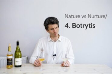 Mouldy wines?! The effect of botrytis on wine flavour | Nature vs Nurture/4