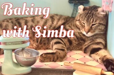 Baking with Simba at American Girl Grace Thomas’s French Patisserie - Hillarious Funny Cat Bakes