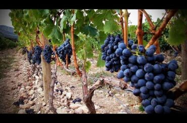 Tovuz Baltia Winery in Ibrahimhajili (Tovuz region)
