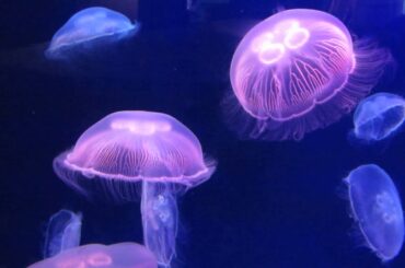 Oceanographic Museum of Monaco Travel vlog