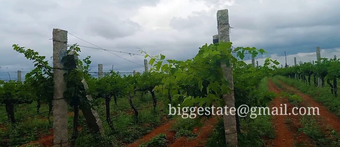 Wine yard for sale in Bangalore