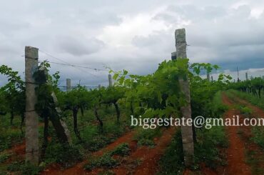 Wine yard for sale in Bangalore