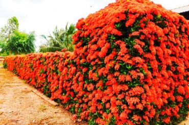 Front Garden Fence Ideas Suitable For All Small Houses  Garden Design